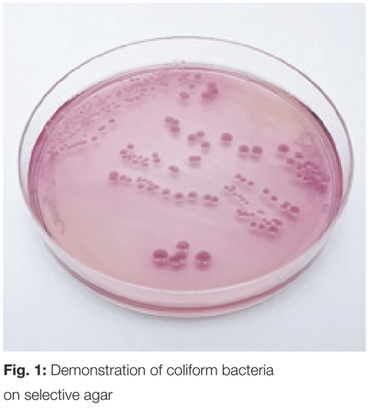 Coliform Bacteria In Milk And Dairy Products Hettich